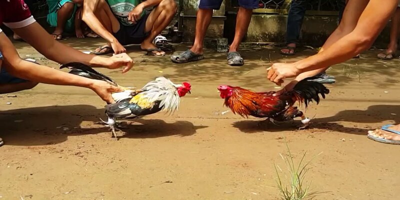 Giao diện trực quan của nền tảng đá gà DAGA