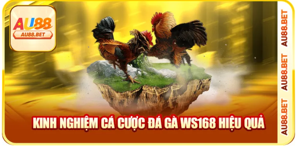 Chiến thuật và kỹ năng chiến đấu tinh túy trong Đá Gà WS168