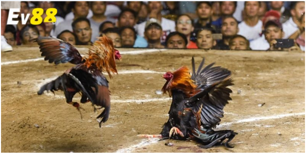 Tỷ lệ cược rõ ràng