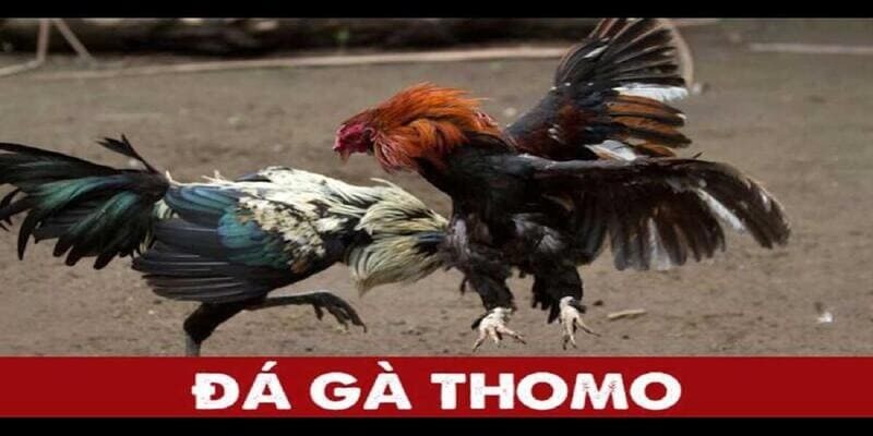 Đá gà trực tiếp thomo có gì hấp dẫn mà nhiều người tìm xem?