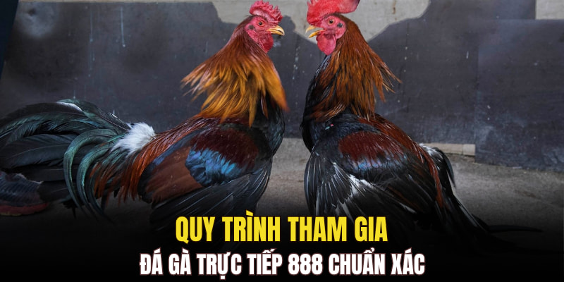 Quy trình tham gia đá gà trực tiếp 888 chuẩn xác