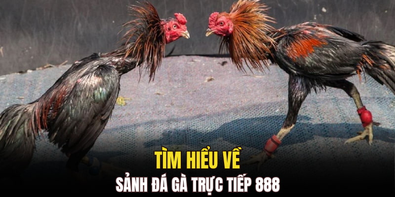 Tìm hiểu về sảnh đá gà trực tiếp 888