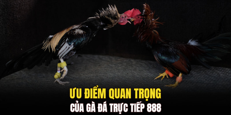Ưu điểm quan trọng của gà đá trực tiếp 888