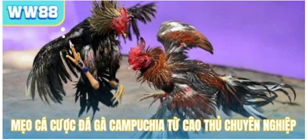 Bí quyết kết hợp kịch tính và chiến thuật
