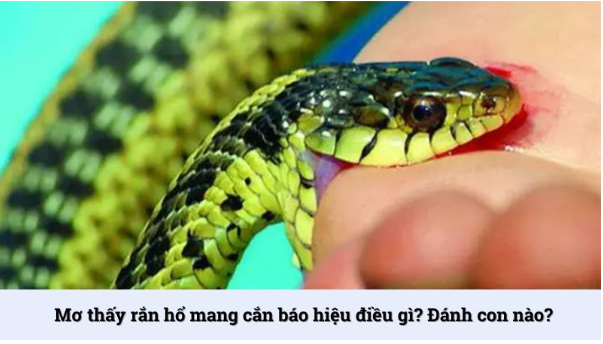 Các Con Số Trong Giấc Mơ Rắn Hổ Mang Cắn
