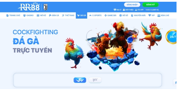 Chơi đá gà trực tuyến mãn nhãn tại nền tảng RR88