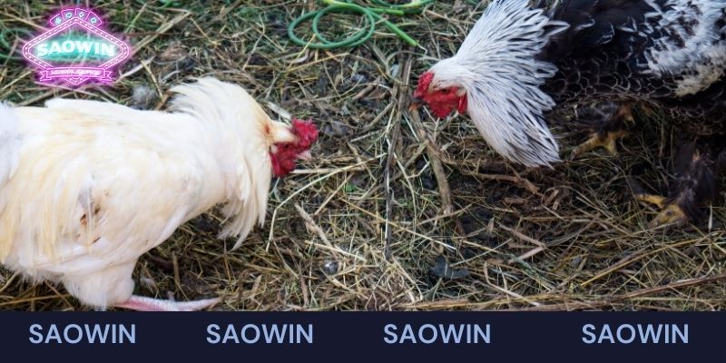 Đá gà Saowin được chơi lâu dài