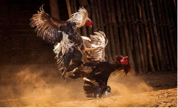 Hỗ trợ khách hàng chuyên nghiệp