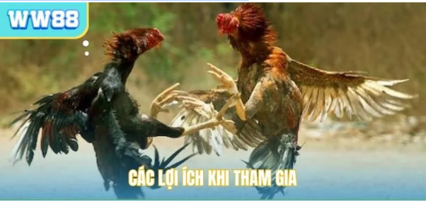 Trải nghiệm đấu trường đá gà WW88