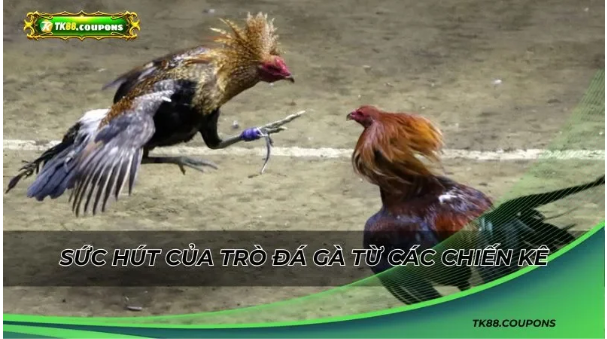 Trải Nghiệm Đặt Cược Đá Gà Trên TK88