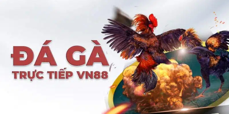Trực tiếp đá gà VN88 góc quay đa chiều dễ quan sát
