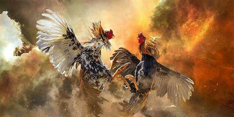 Kinh nghiệm chơi đá gà 69VN từ các cao thủ lâu năm