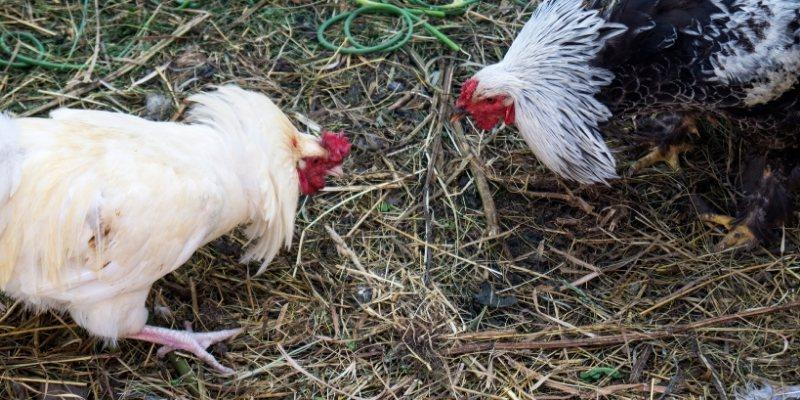 Làm chủ cuộc chơi đá gà Thomo sv368 từ cao thủ