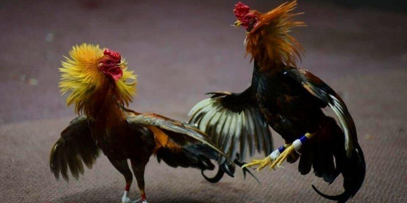 Làm chủ mọi trận đá gà đòn tại 789f nhờ mẹo hay
