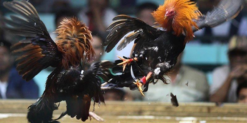 Thông tin thú vị ít ai biết về đá gà đòn