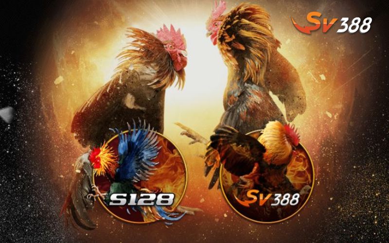 Lưu ý khi tham gia đá gà tại SV388
