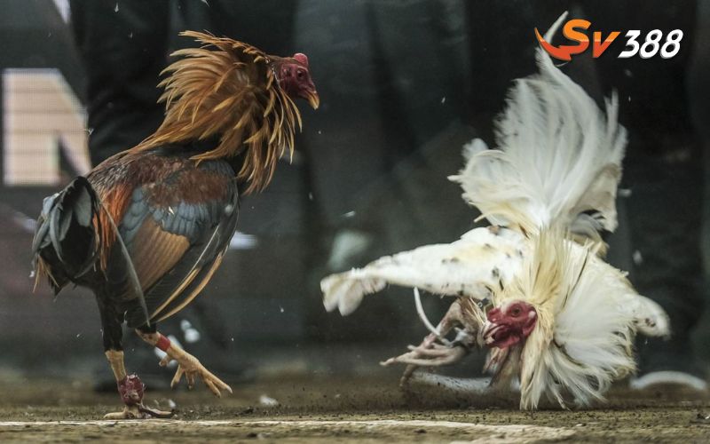 Những đặc điểm của dịch vụ đá gà SV388