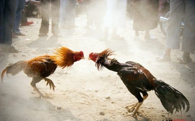 Bí quyết nâng cao cơ hội chinh phục đá gà hàng đầu Bí quyết nâng cao cơ hội chinh phục đá gà hàng đầu