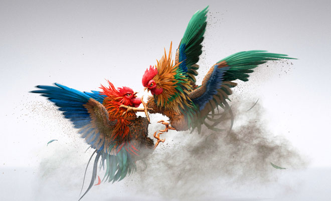 Các hình thức đá gà nổi bật, sôi động tại Say88 Các hình thức đá gà nổi bật, sôi động tại Say88