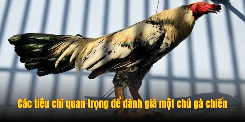 Các tiêu chí quan trọng để đánh giá một chú gà chiến Các tiêu chí quan trọng để đánh giá một chú gà chiến