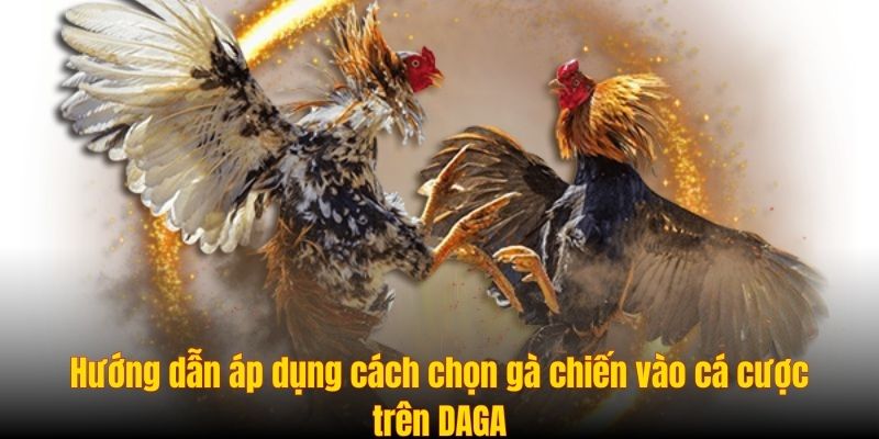 Hướng dẫn áp dụng cách chọn gà chiến vào cá cược trên DAGA Hướng dẫn áp dụng cách chọn gà chiến vào cá cược trên DAGA