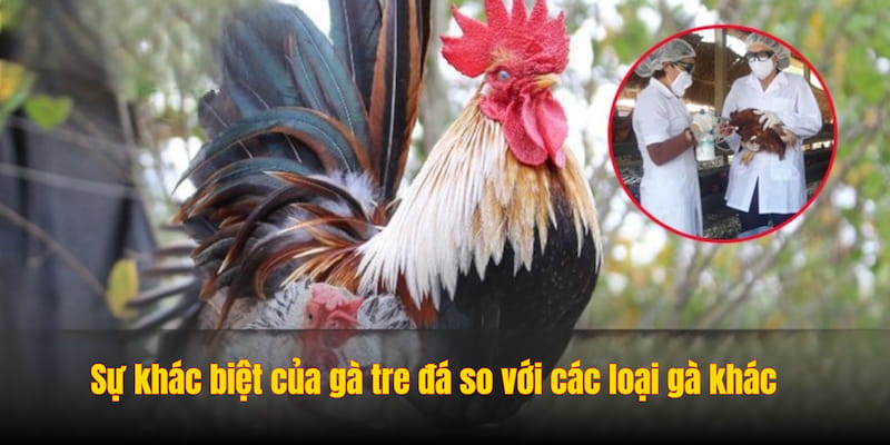 Sự khác biệt của gà tre đá so với các loại gà khác Sự khác biệt của gà tre đá so với các loại gà khác