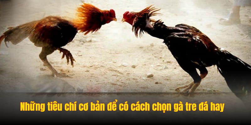 Những tiêu chí cơ bản để có cách chọn gà tre đá hay Những tiêu chí cơ bản để có cách chọn gà tre đá hay