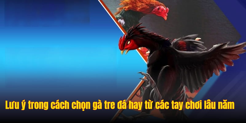 Lưu ý trong cách chọn gà tre đá hay từ các tay chơi lâu năm Lưu ý trong cách chọn gà tre đá hay từ các tay chơi lâu năm