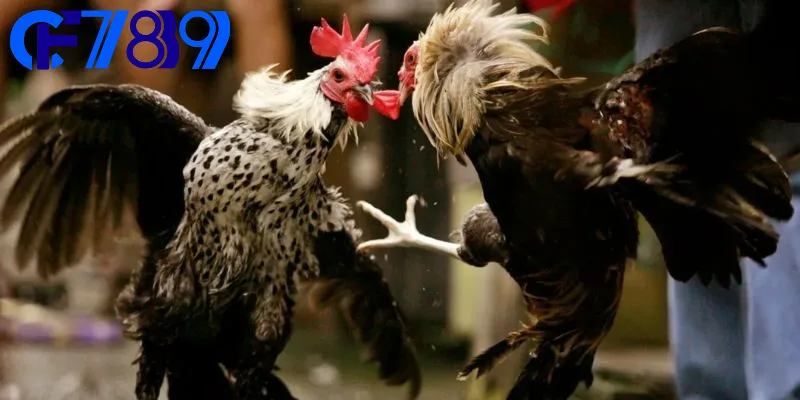 Một số kèo đá gà quen thuộc trên thị trường hiện nay