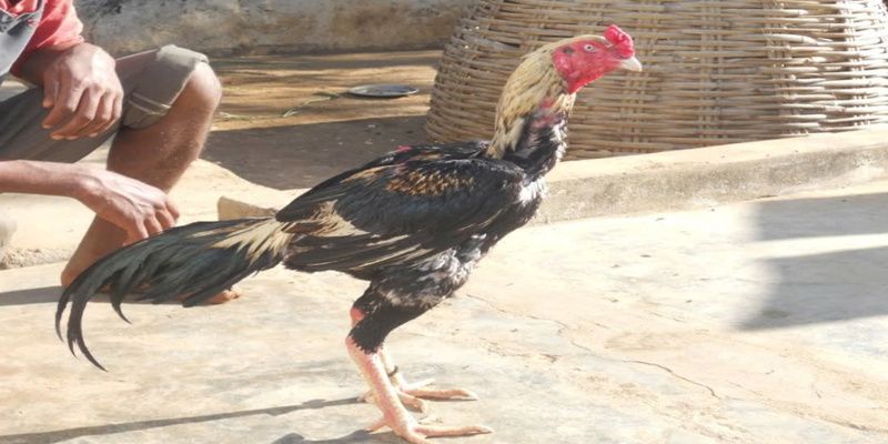 Đá gà cựa tròn 88clb có luật chơi rất là minh bạch Đá gà cựa tròn 88clb có luật chơi rất là minh bạch