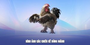 Hình ảnh các chiến kê dũng mãnh