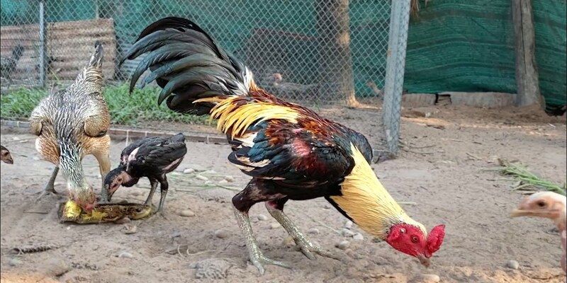 Hướng dẫn chơi đá gà OKFUN ngày nay đã được hoàn thiện 100%