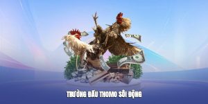 Trường đấu Thomo sôi động