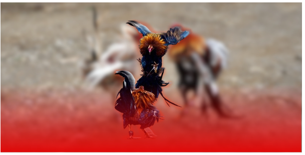 Đá gà Thomo – Tinh hoa từ trường đấu Campuchia