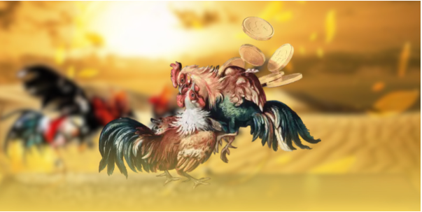 Theo dõi thường xuyên