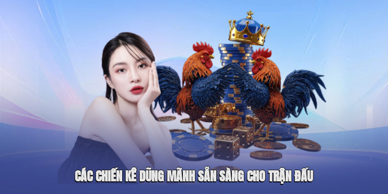 Các chiến kê dũng mãnh sẵn sàng cho trận đấu Các chiến kê dũng mãnh sẵn sàng cho trận đấu