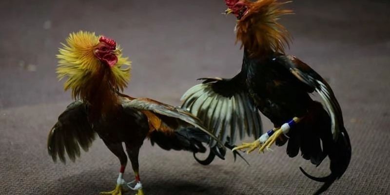 Các giải đấu đá gà nổi bật đang có trên trang chủ BK8