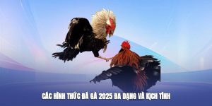Các hình thức Đá Gà Vmax đa dạng và kịch tính