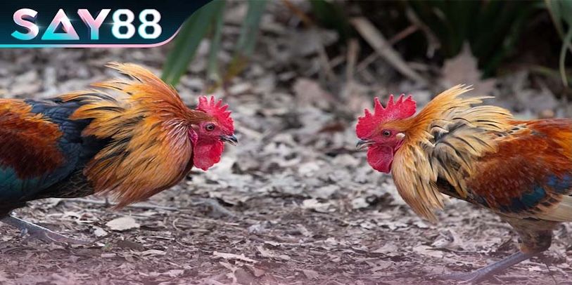 Các loại cược phổ biến trong đá gà Say88 bạn nên biết