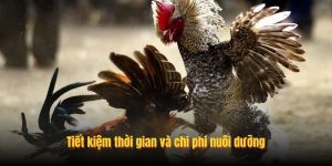 Tiết kiệm thời gian và chi phí nuôi dưỡng Tiết kiệm thời gian và chi phí nuôi dưỡng