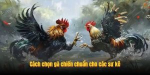 Cách chọn gà chiến chuẩn cho các sư kê Cách chọn gà chiến chuẩn cho các sư kê
