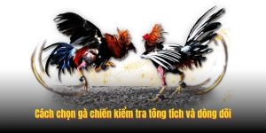 Cách chọn gà chiến kiểm tra tông tích và dòng dõi Cách chọn gà chiến kiểm tra tông tích và dòng dõi