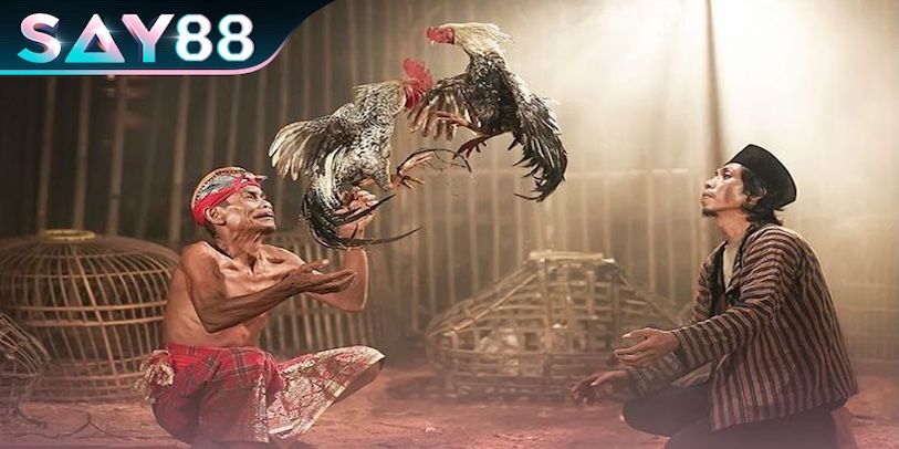 Những mẹo đặt cược đá gà Say88 giúp tăng tỷ lệ thắng