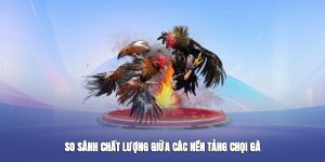 So sánh chất lượng giữa các nền tảng chọi gà