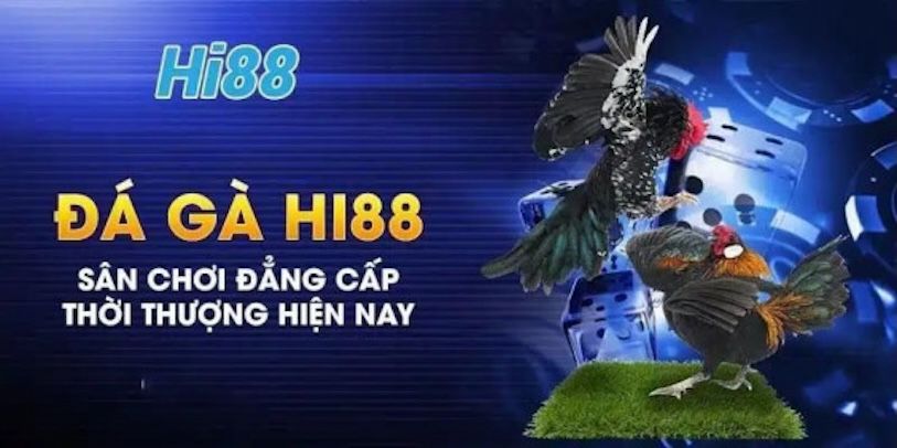 Tại sao đá gà Hi88 lại thu hút người chơi đến vậy? Tại sao đá gà Hi88 lại thu hút người chơi đến vậy?