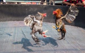 Luật chơi đá gà Sunwin – Đơn giản nhưng cuốn hút Luật chơi đá gà Sunwin – Đơn giản nhưng cuốn hút