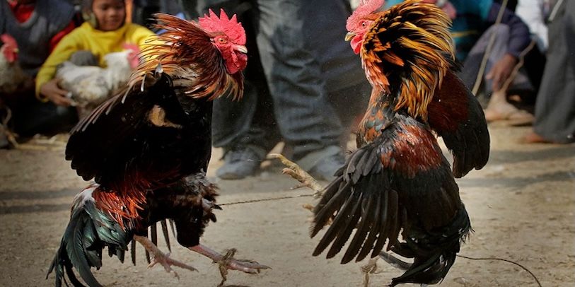 Top những kinh nghiệm bắt kèo đá gà Hi88 từ cao thủ Top những kinh nghiệm bắt kèo đá gà Hi88 từ cao thủ