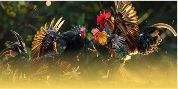 Bí quyết tham gia đá gà trực tiếp hiệu quả Bí quyết tham gia đá gà trực tiếp hiệu quả