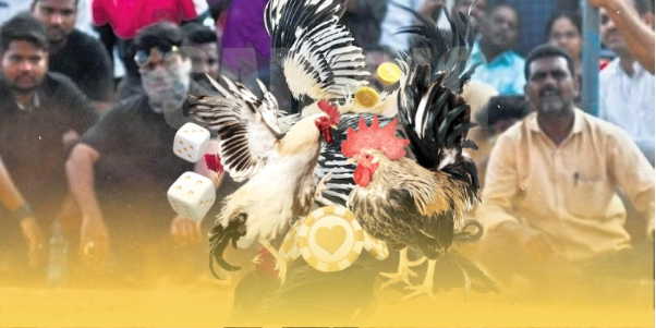 Chiến thuật đá gà Thomo chuẩn xác Chiến thuật đá gà Thomo chuẩn xác