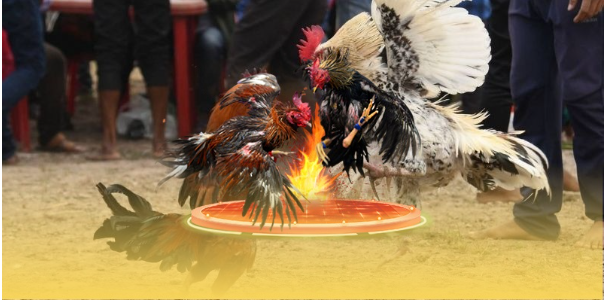 Mẹo tối ưu chiến thắng tại đá gà Thomo Mẹo tối ưu chiến thắng tại đá gà Thomo